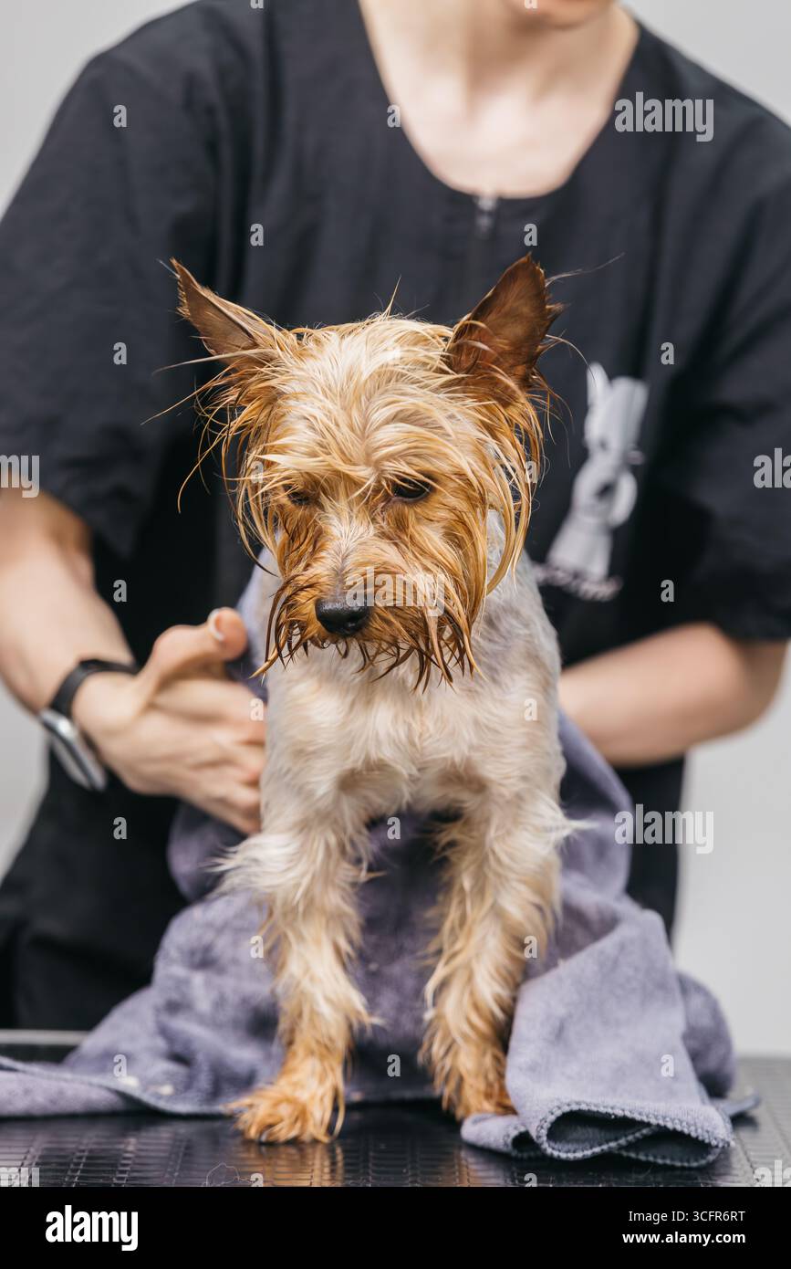 Ein kleiner Hund wird von einem Tierpfleger in einem professionellen Tierpflegesalon vorsichtig mit einem Handtuch getrocknet, was die Wichtigkeit der Pflege für Haustier h unterstreicht Stockfoto