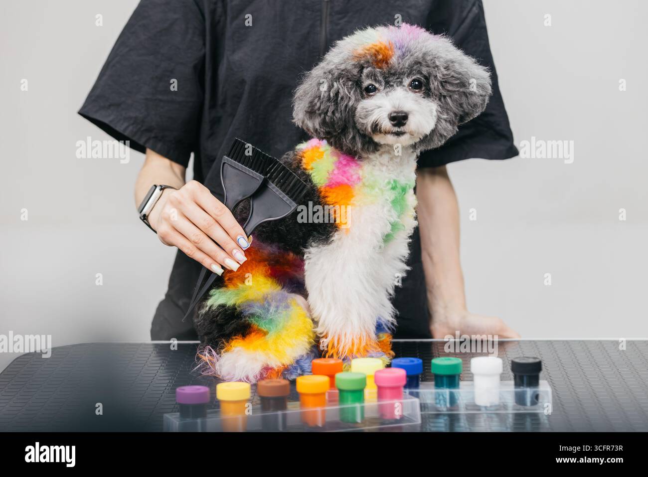 Ein Pudel mit lebendigem Regenbogenfell wird von einem Stylist in einem modernen Friseursalon gepflegt und hebt kreative Pflegetechniken und Farben hervor Stockfoto