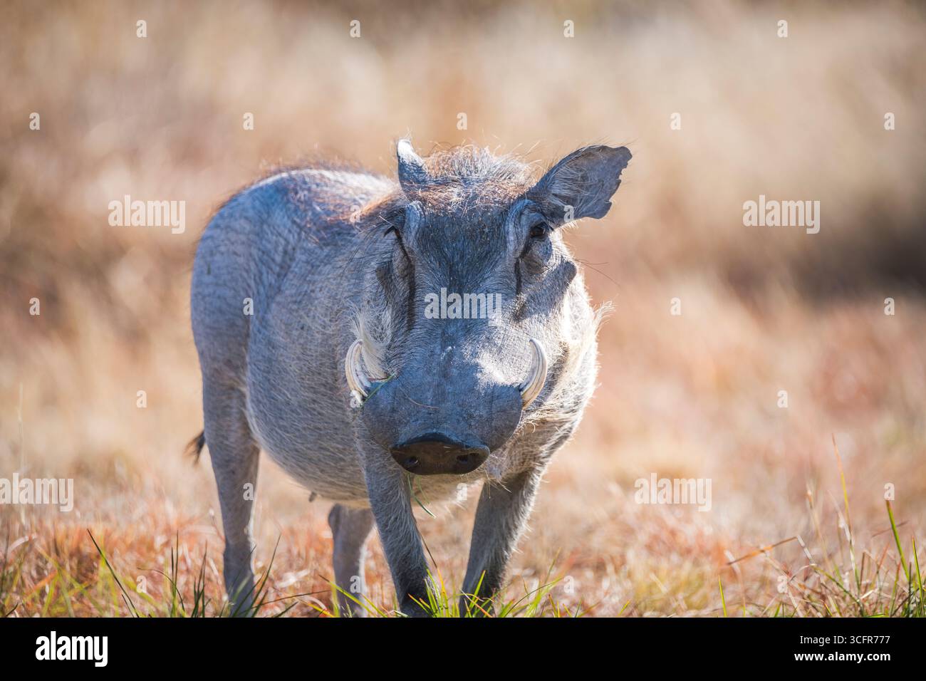 Nahaufnahme eines gewöhnlichen Warzenschweins im Etosha-Nationalpark Stockfoto