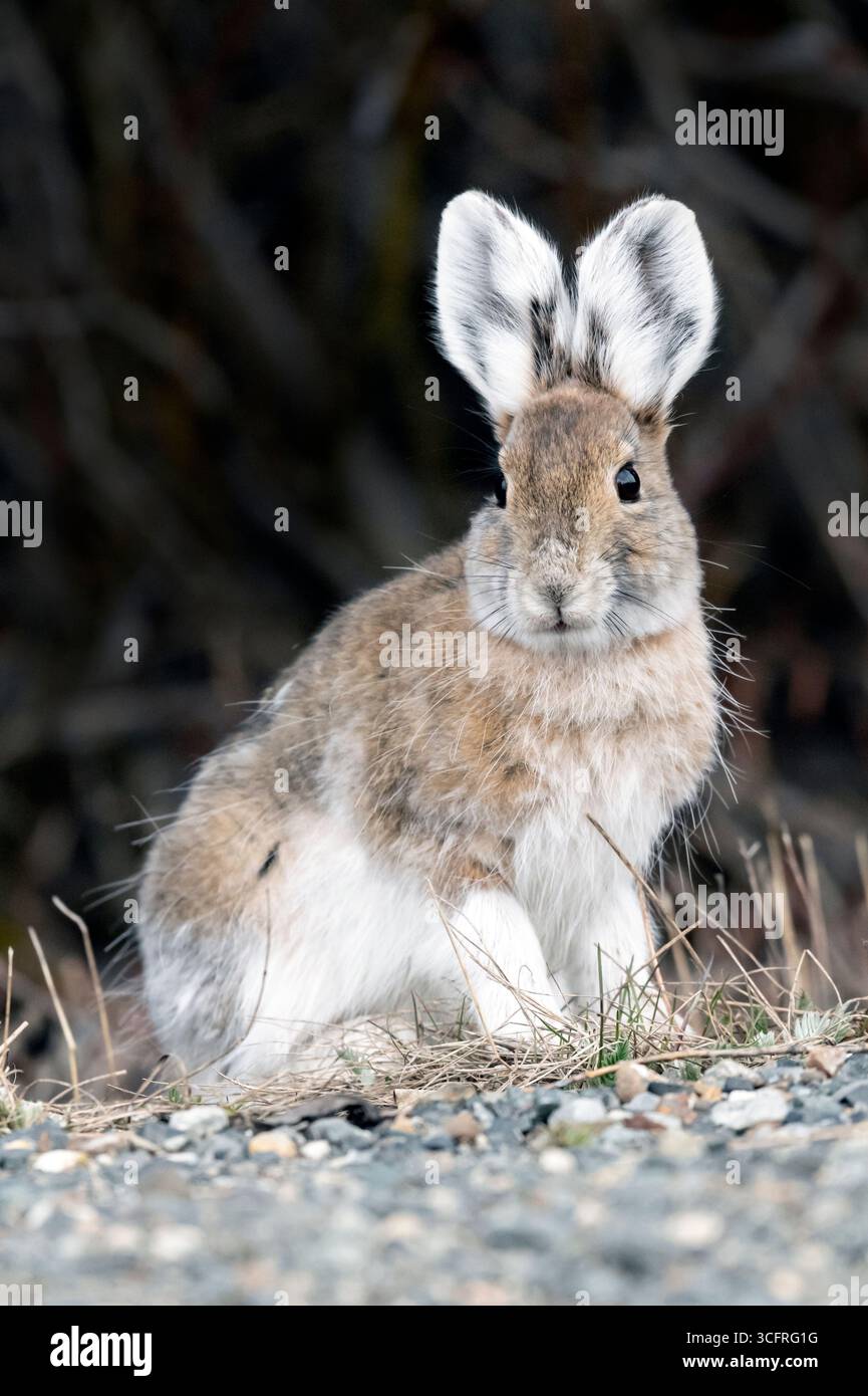 Schneeschuhhase; Nordamerika; USA; Alaska; Denali National Park; Wildtiere; Frühling; Schneeschuhhase; Lepus americanus; Pelage-Farbänderung Stockfoto