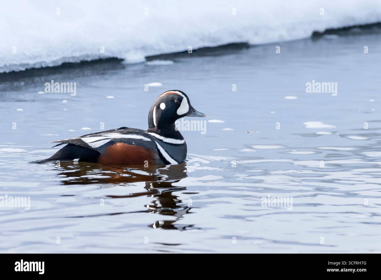 Harlequin Ente; Nordamerika; USA; Alaska; Frühling; Wildtiere; Vögel; Wasservögel; Harlekin-Ente; Histrionicus histrionicus; Drake; Stockfoto