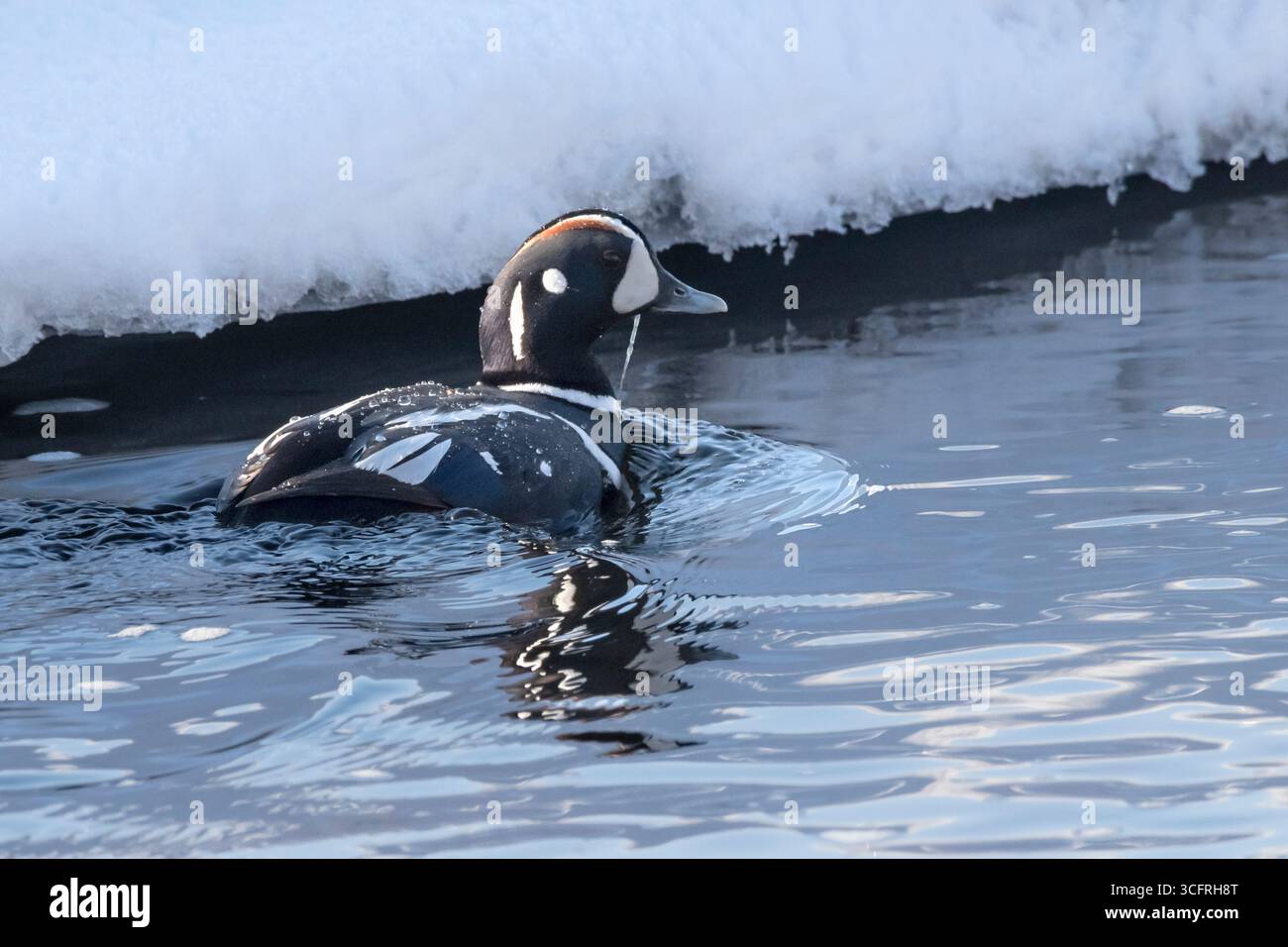 Harlequin Ente; Nordamerika; USA; Alaska; Frühling; Wildtiere; Vögel; Wasservögel; Harlekin-Ente; Histrionicus histrionicus; Drake; Stockfoto