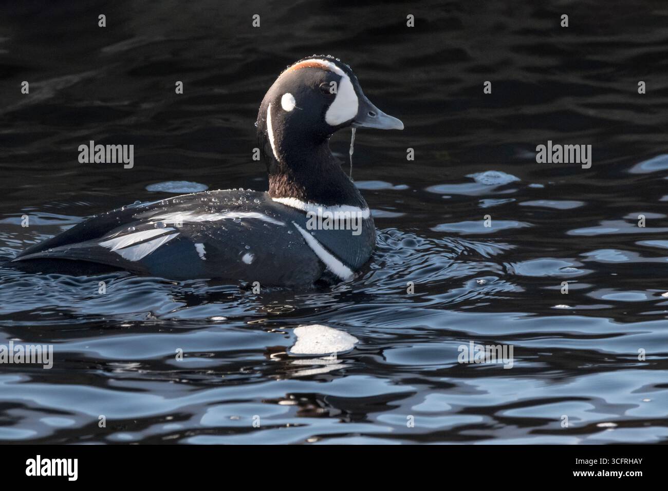Harlequin Ente; Nordamerika; USA; Alaska; Frühling; Wildtiere; Vögel; Wasservögel; Harlekin-Ente; Histrionicus histrionicus; Drake; Stockfoto