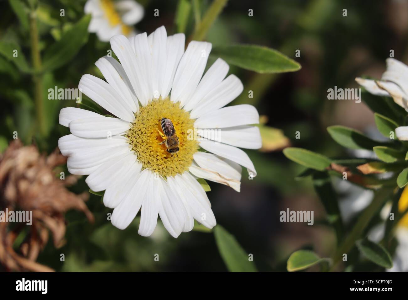 Gipsbiene auf verblasstem weißen Aster Stockfoto