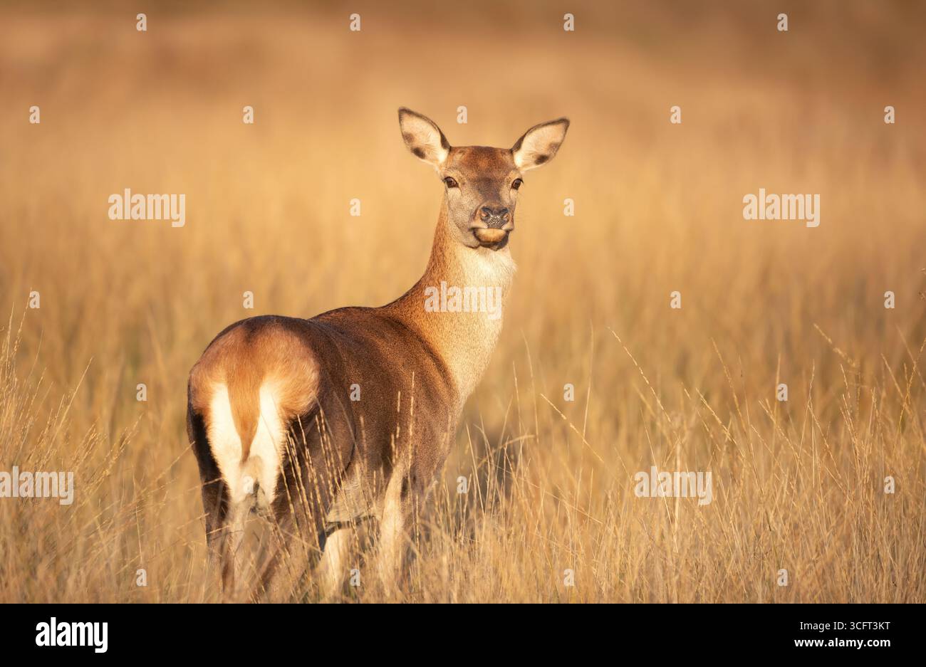 Porträt einer Hirschhecke auf der Herbstwiese, Großbritannien. Stockfoto