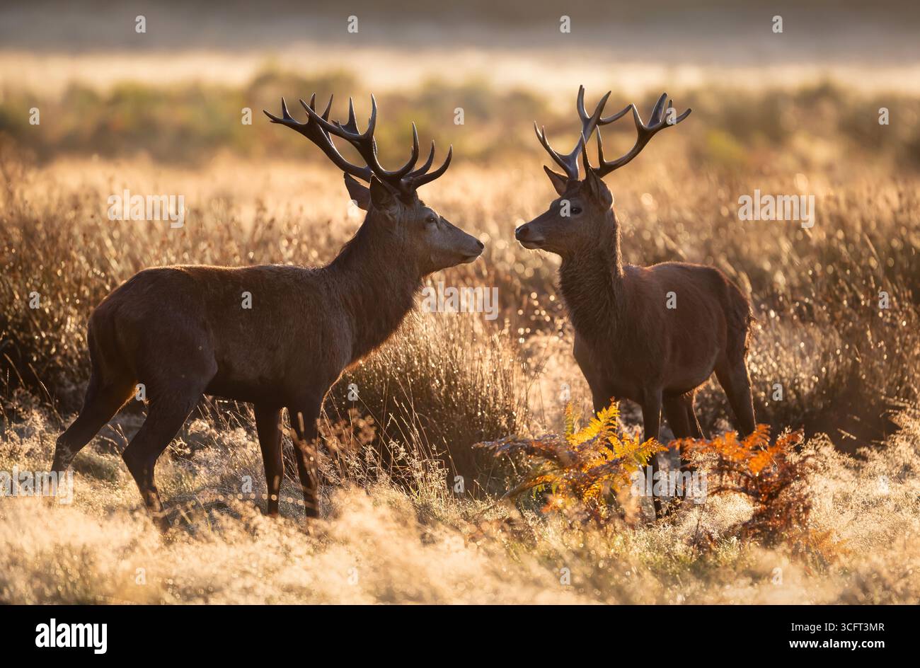Zwei Rotwild stehen dicht beieinander auf einer grasbewachsenen Wiese während der Herbstfahle, Großbritannien. Stockfoto