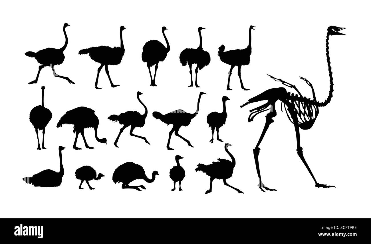 Die Silhouetten von Straußen. Stock Vektor
