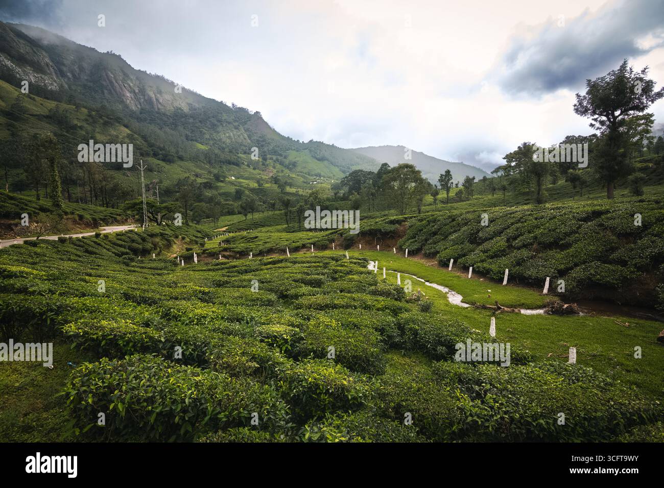 Tee-Plantagen in Munnar, Kerala, Indien Stockfoto