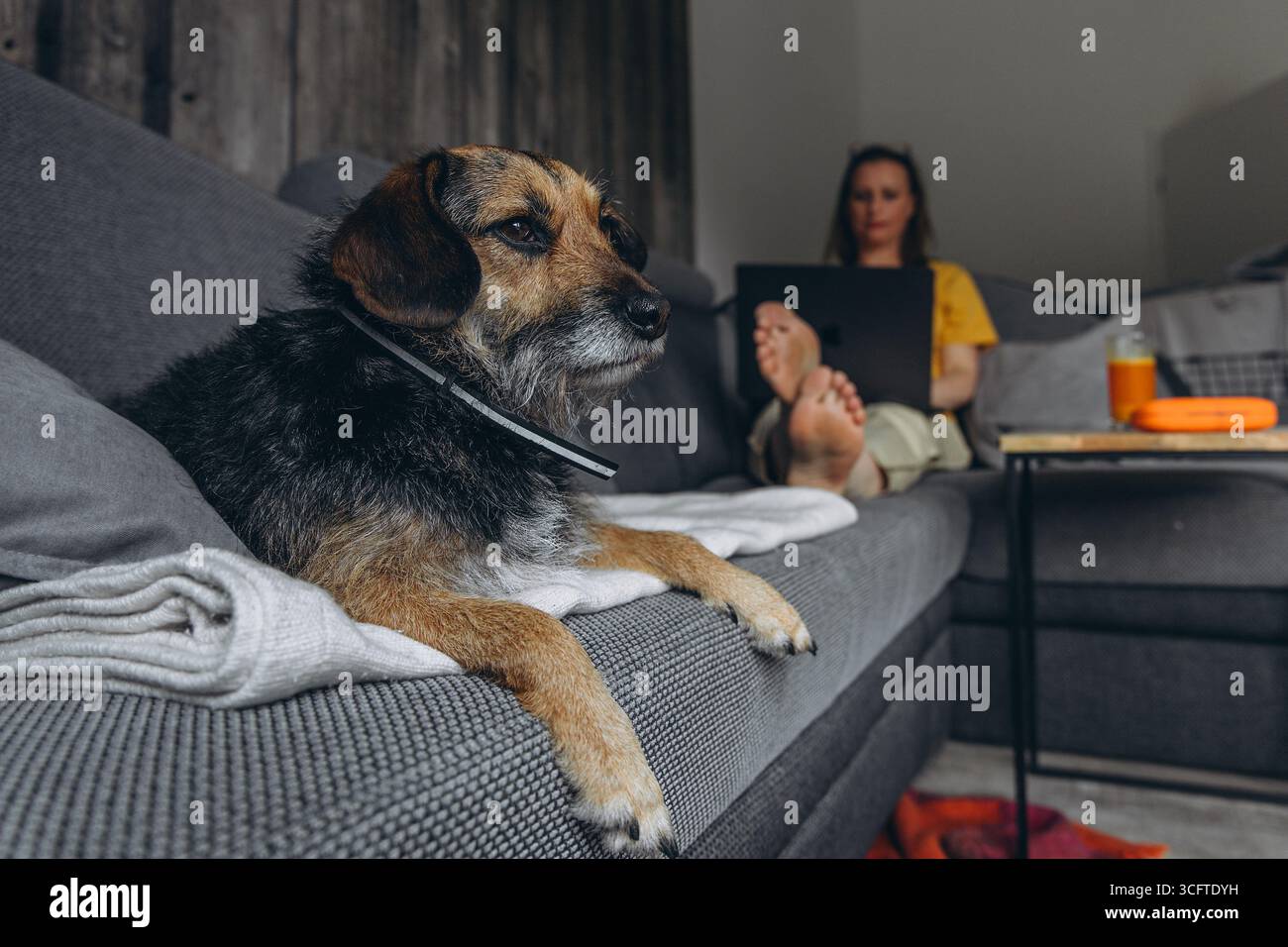 Haushund liegt auf einem Sofa im Vordergrund, während eine Frau im Hintergrund an einem Laptop arbeitet. Konzept für haustierfreundliches Heimbüro, Fernarbeit und Stockfoto