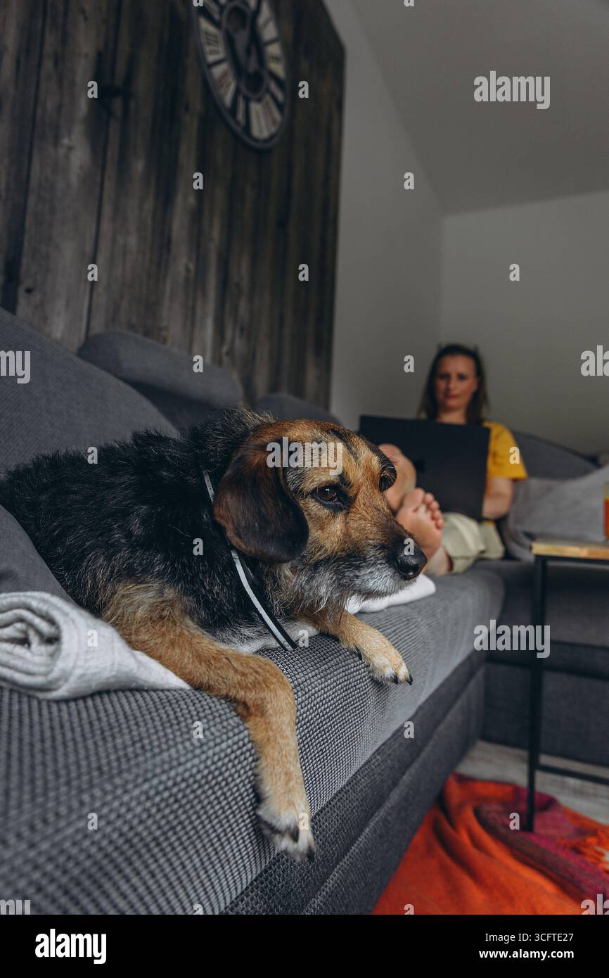 Haushund liegt auf einem Sofa im Vordergrund, während eine Frau im Hintergrund an einem Laptop arbeitet. Konzept für haustierfreundliches Heimbüro, Fernarbeit und Stockfoto