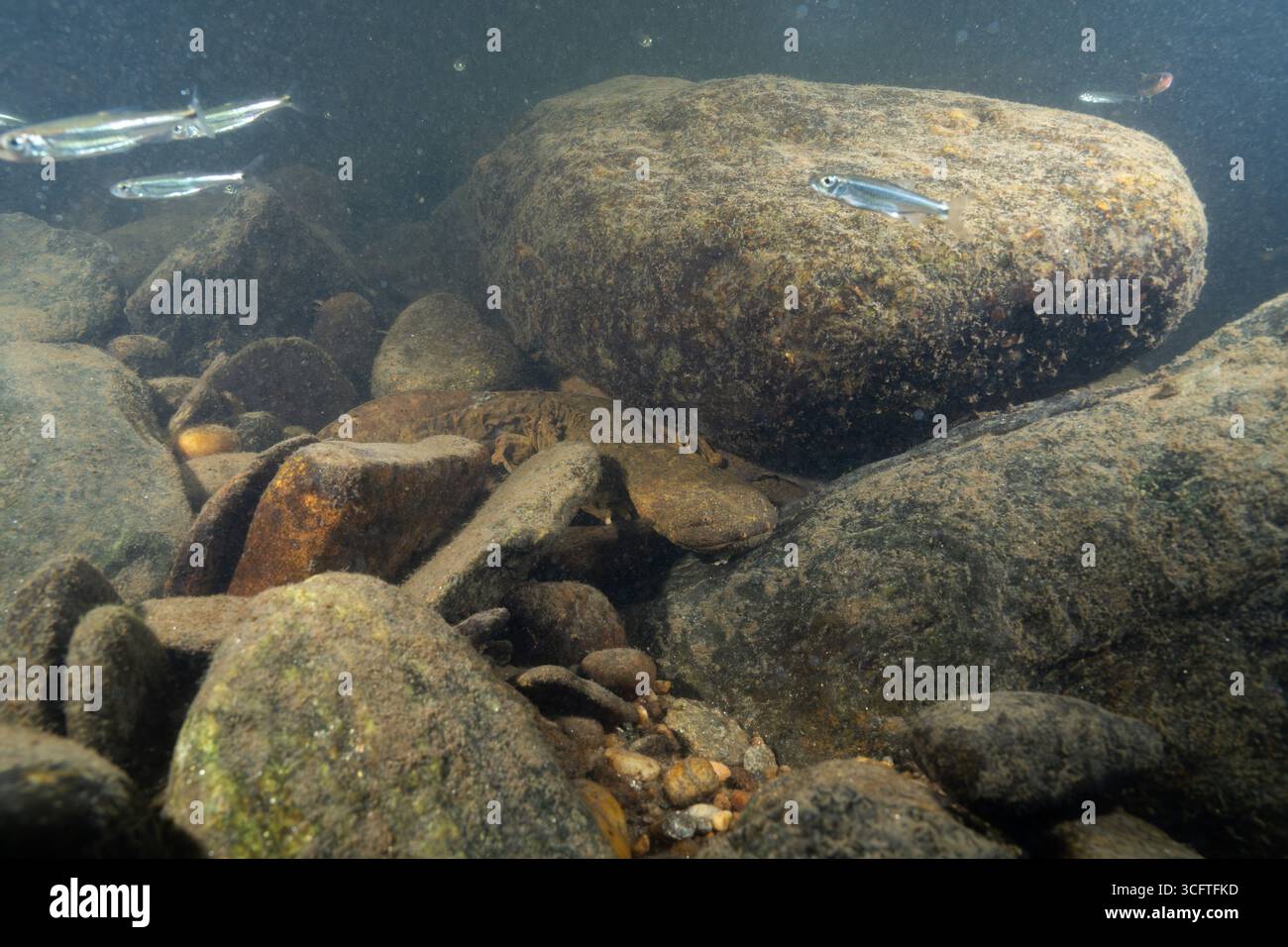 Brauner Höllenbändiger umgeben von Felsen Stockfoto