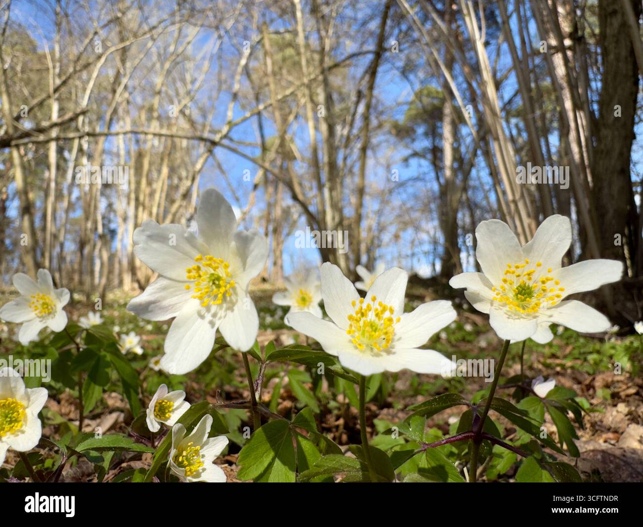 Nahaufnahme von weißen Holzanemonen, die in einem Frühlingswald mit blauem Himmel im Hintergrund blühen. - Smartphone-aufgenommenes Stockfoto