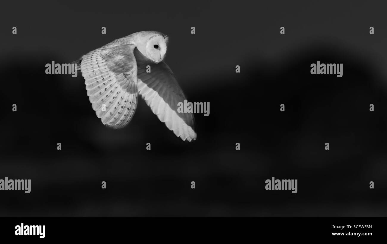 Scheuneneule oder Tyto alba im Flug vor schwarzem Hintergrund in Norwich Broads Vereinigtes Königreich. Stockfoto