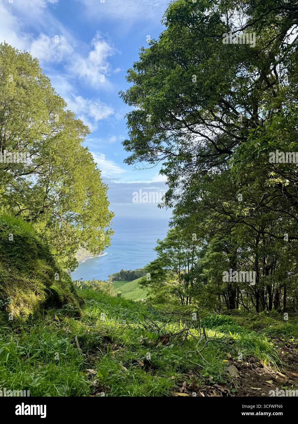 Panoramablick von einem Wanderweg in Nordest, Azoren, Portugal, mit üppigem Wald und Meer im Hintergrund. - Smartphone-aufgenommenes Stockfoto