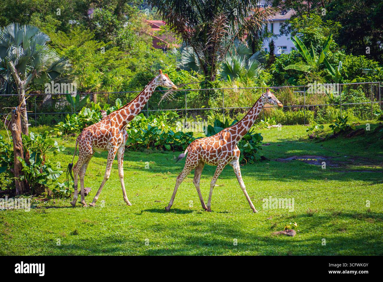 Zwei Giraffen stehen aufrecht auf grasbewachsenem Boden und zeigen ihren langen Hals in einem Zoo in Malaysia, einzigartige Orte und majestätische Präsenz vor einem grünen L Stockfoto