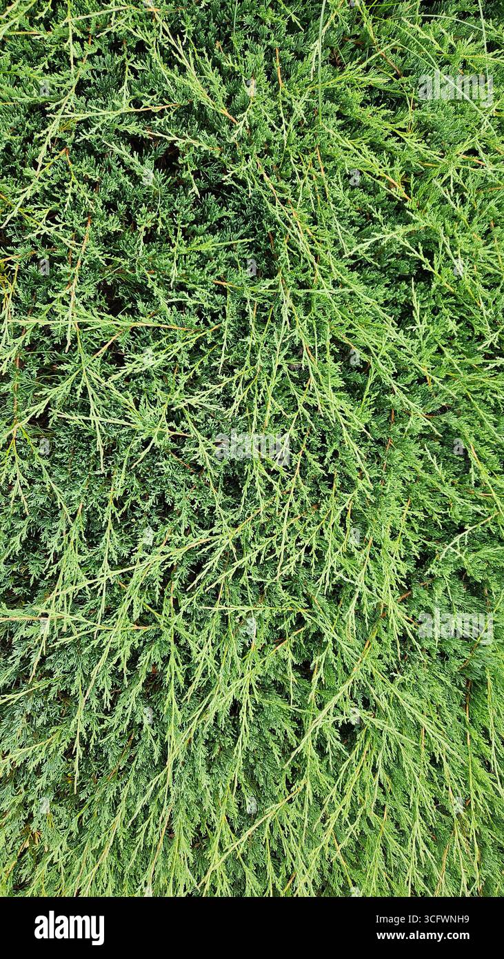 Schleichende Wacholder Evergreen Zweige für Weihnachtsdekoration Stockfoto