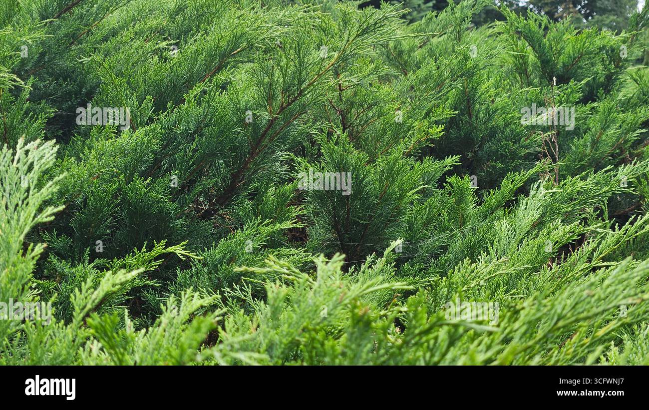 Juniperus (wacholder) Sträucher Evergreen Laub für Landschaftsgestaltung und Gartendesign - Smartphone-aufgenommenes Stockfoto