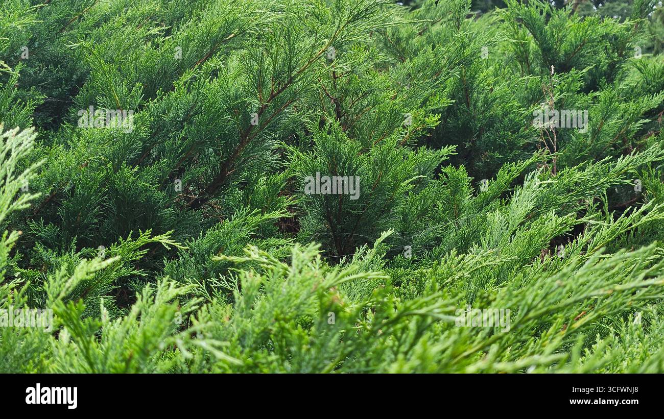 Juniperus Sträucher Evergreen Laub für Landschaftsgestaltung und Gartengestaltung - Smartphone-aufgenommenes Stockfoto