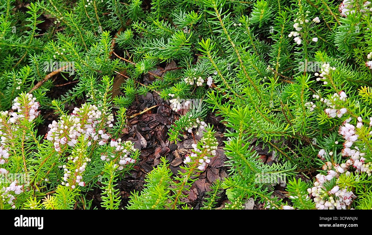 Erica Heather Sträucher mit rosafarbenen Blumen für Gartenlandschaften - Smartphone-aufgenommenes Stockfoto