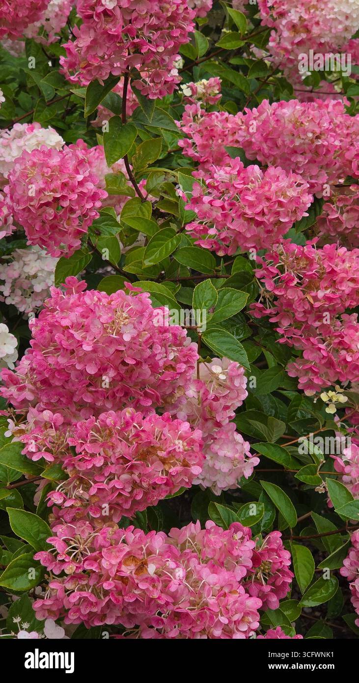 Hortensie paniculata panicle Hortensie Pink and Cream Blossoms in Bloom - Smartphone-aufgenommenes Stockfoto