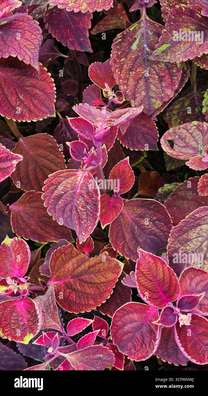 Coleus (Plectranthus scutellarioides) Pflanze mit lebendigem bunten Zierlaub - Smartphone-aufgenommenes Stockfoto