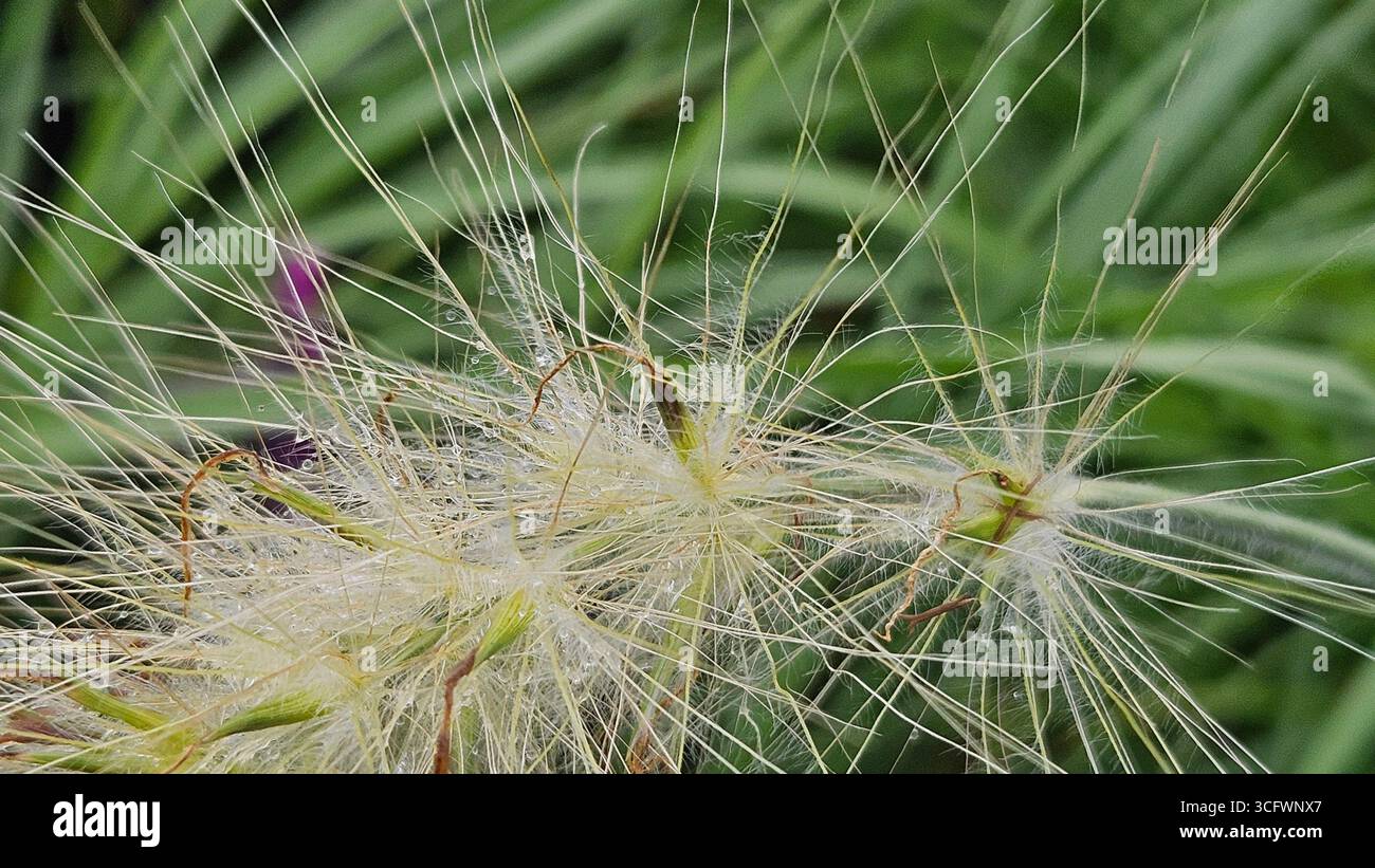 Springbrunnen-Gras (Pennisetum alopecuroides) mit Tautropfen im Garten - Smartphone-aufgenommenes Stockfoto