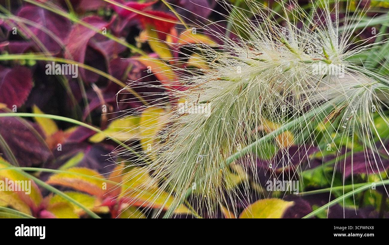 Springbrunnen-Gras (Pennisetum alopecuroides) mit Tautropfen im Garten - Smartphone-aufgenommenes Stockfoto