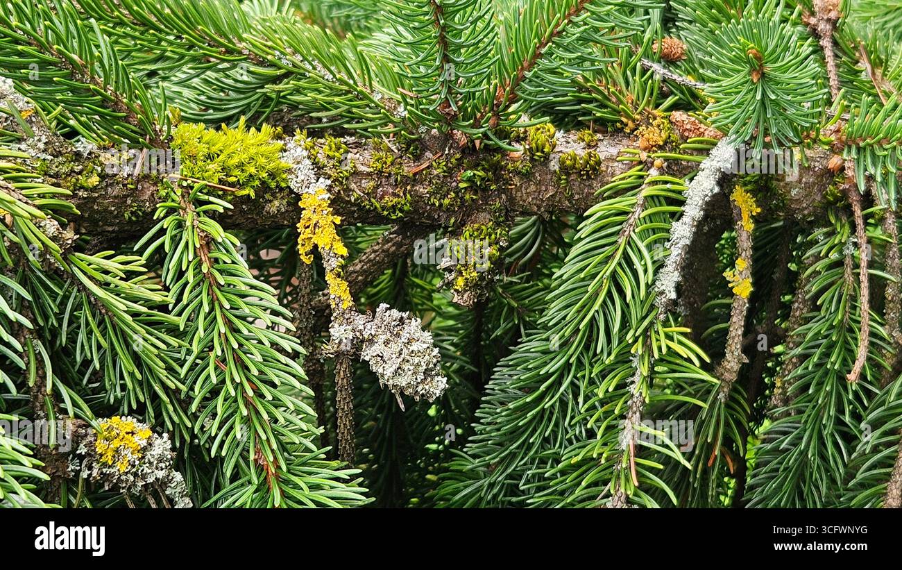 Tannenzweig Close-up Abies Weihnachtskonzept Stockfoto