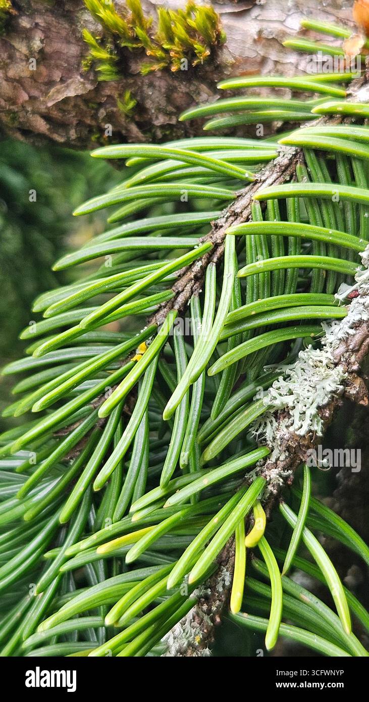 Tannenzweig Close-up Abies Weihnachtskonzept Stockfoto