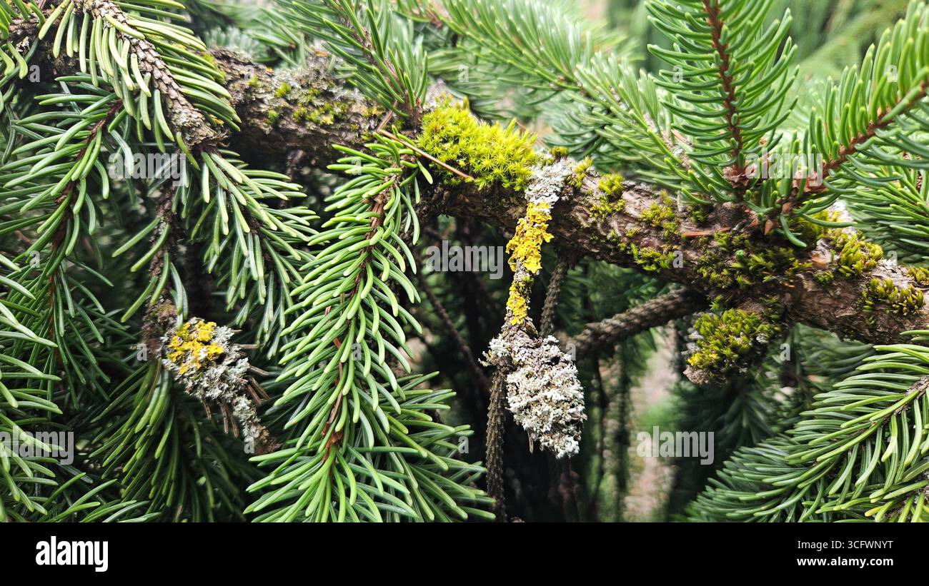 Tannenzweig Close-up Abies Weihnachtskonzept Stockfoto