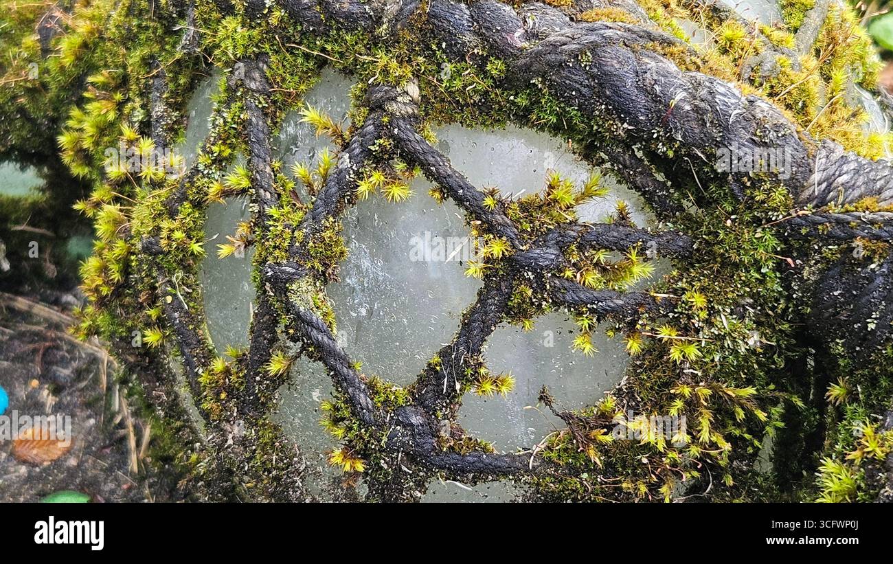 Nahaufnahme von Moos, das auf der Oberfläche wächst - Smartphone-aufgenommenes Stockfoto
