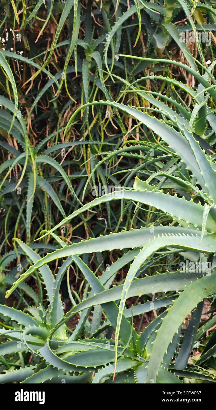 Aloe Vera Pflanze Nahaufnahme für natürliche Hautpflege und Heilung - Smartphone-aufgenommenes Stockfoto