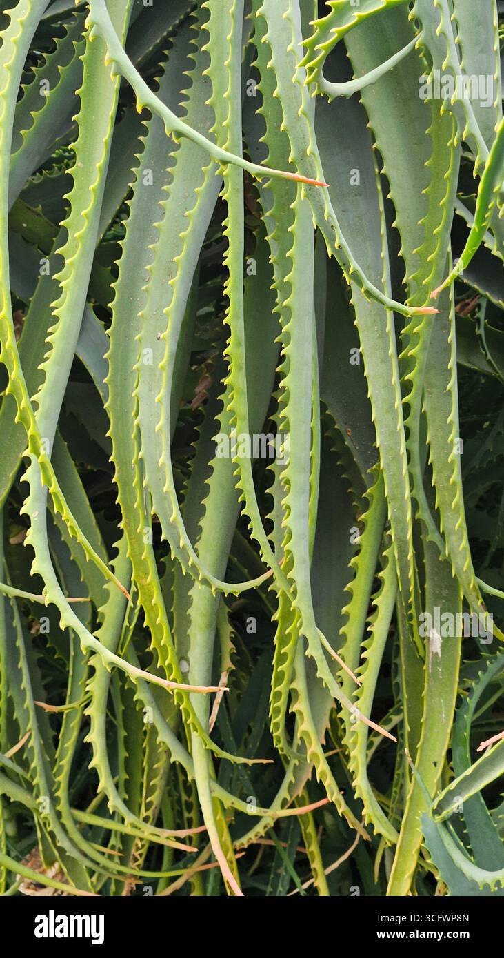 Aloe Vera verlässt natürliche Hautpflege und Kräutermedizin - Smartphone-aufgenommenes Stockfoto