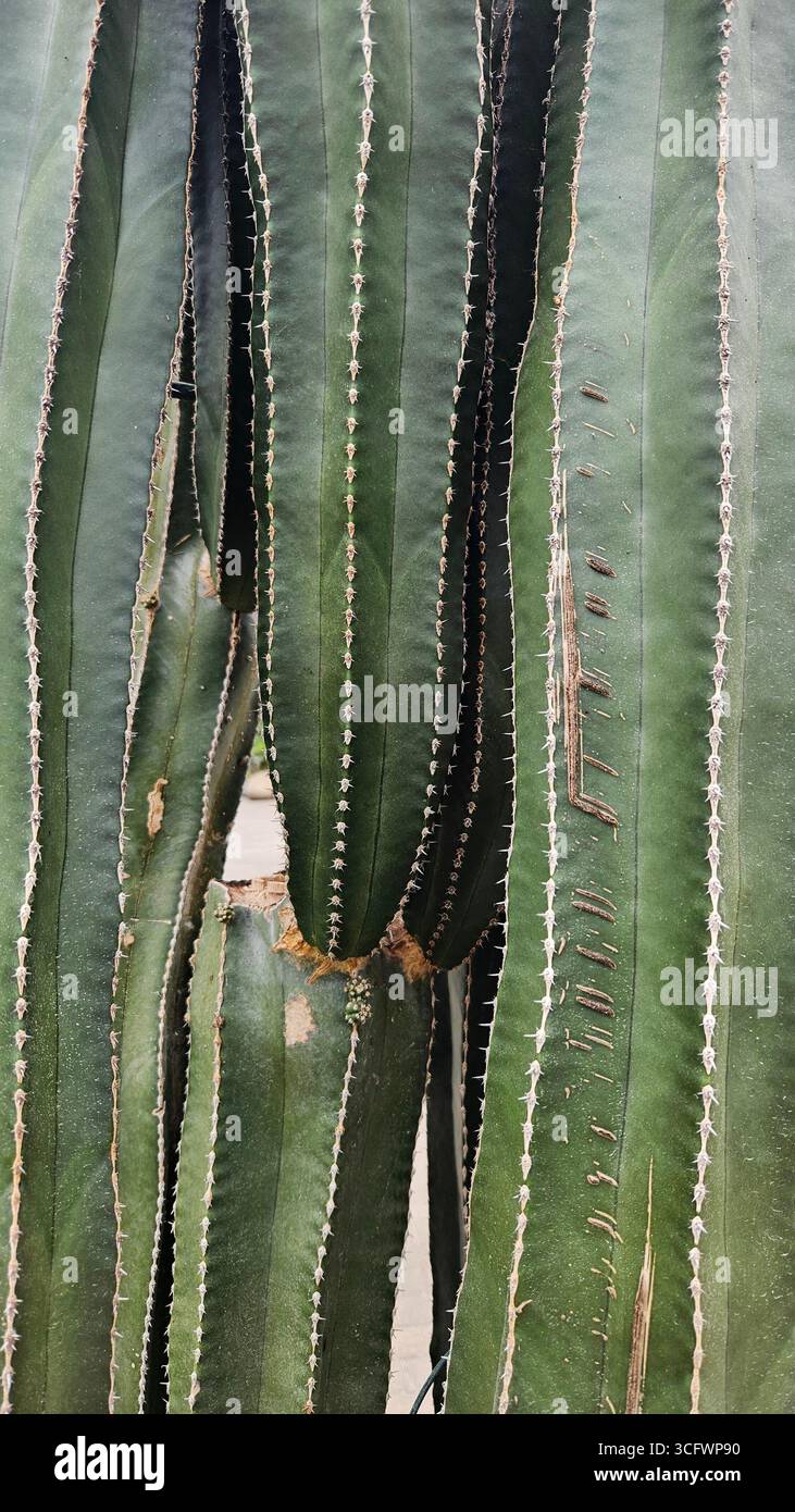 Mexikanischer Riesenkaktus Symbolisiert Nachhaltigkeit In Der Wüste - Smartphone-aufgenommenes Stockfoto