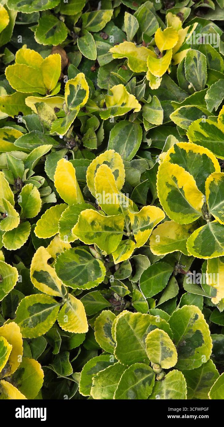 Goldener Euonymus Variegated Blätter Aus Der Nähe - Smartphone-aufgenommenes Stockfoto