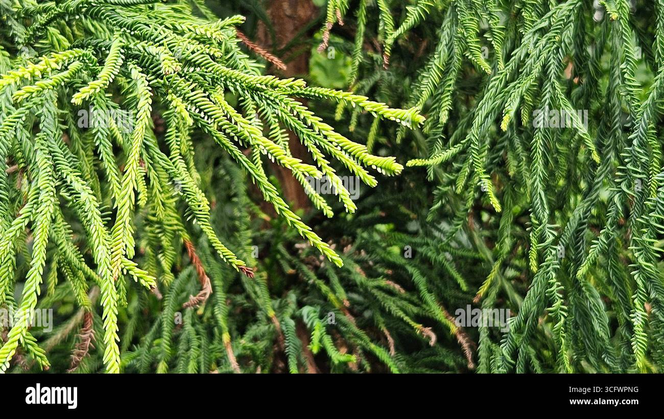 Nahaufnahme von Norfolk Island Pine Araucaria heterophylla Green Laub Stockfoto
