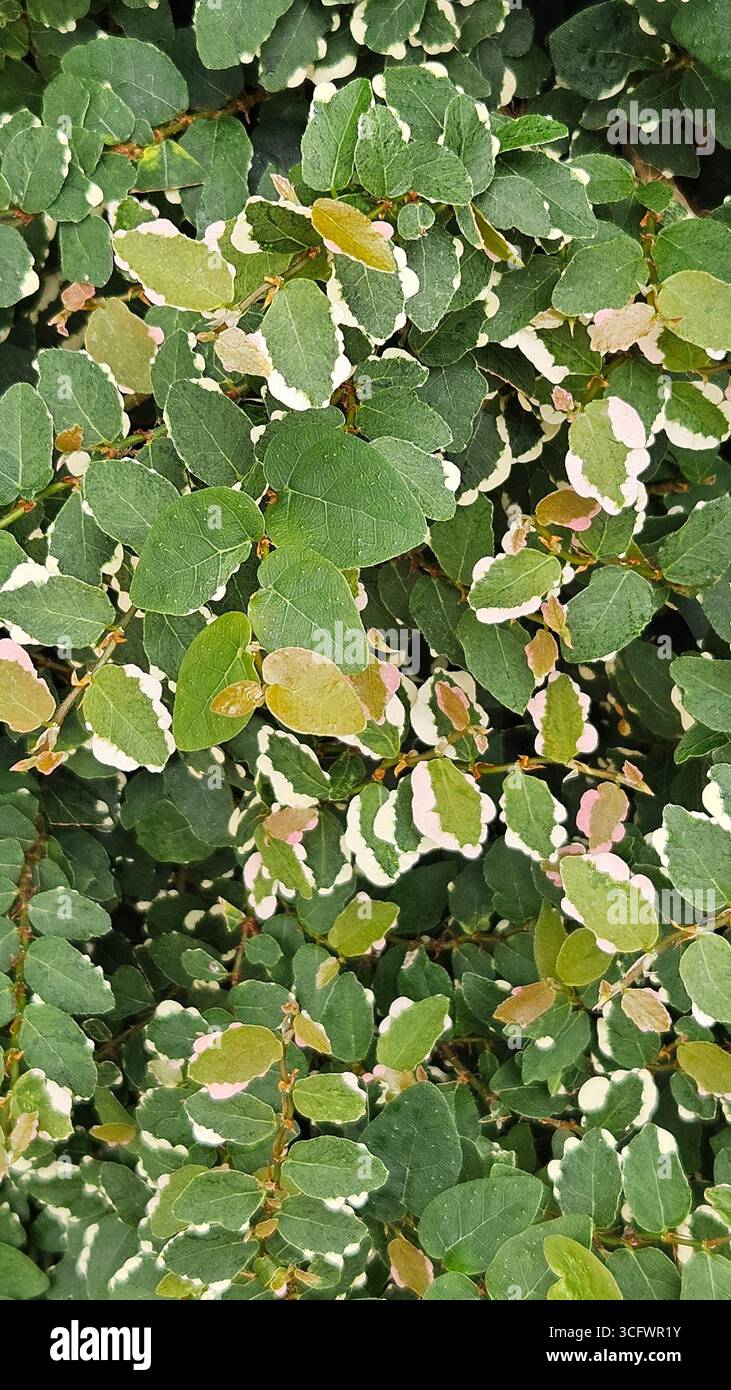 Bunte Kriechfeige (Ficus pumila „variegata“) in Nahaufnahme mit grünen und weißen Blättern - Smartphone-aufgenommenes Stockfoto