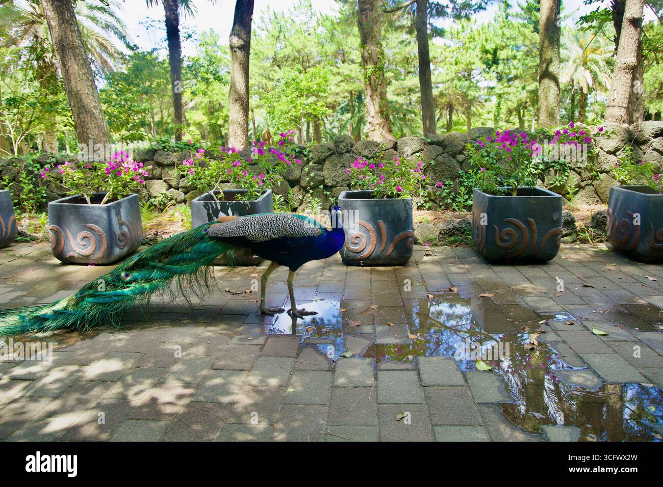Ein Pfau steht neben Blumenkäpfern und Basaltwänden im Gartenhof des Hallim Parks, Schwanzfedern ziehen über nasse Pflastersteine unter weichen s Stockfoto