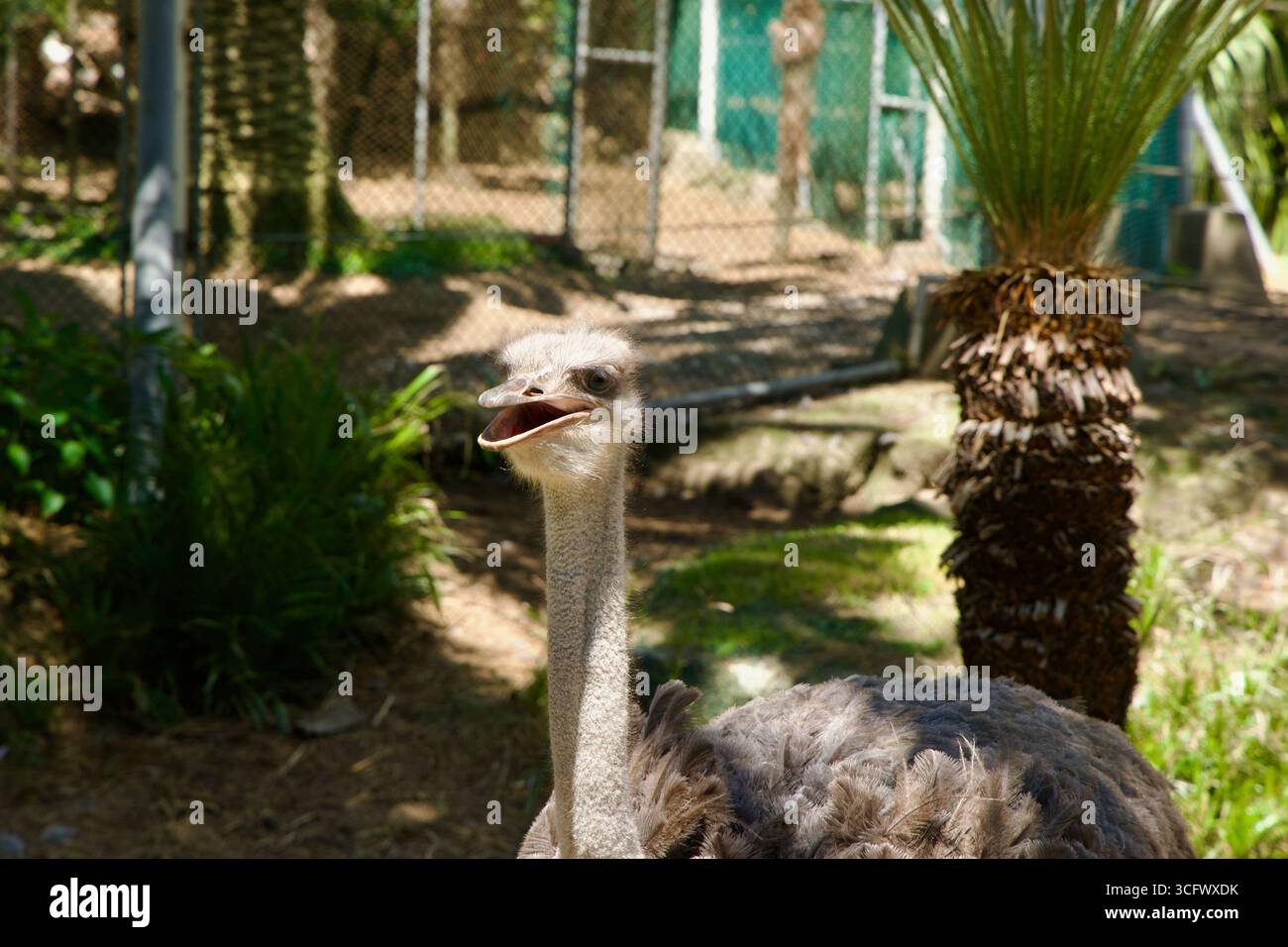 Nahaufnahme eines Straußes mit offenem Schnabel in einem schattigen Gehege im Hallim Park auf Jeju Island, mit Palmen und Zäunen im Hintergrund. Stockfoto