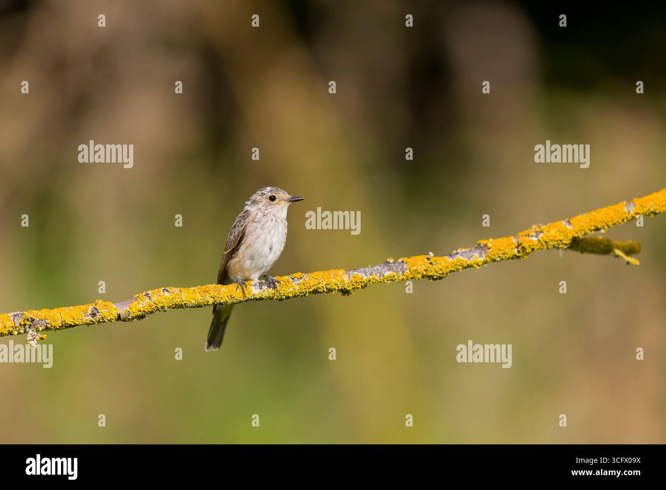 Gefleckter Fliegenfänger Muscicapa striata, Jungtier auf Flechtenzweig, Suffolk, England, August Stockfoto