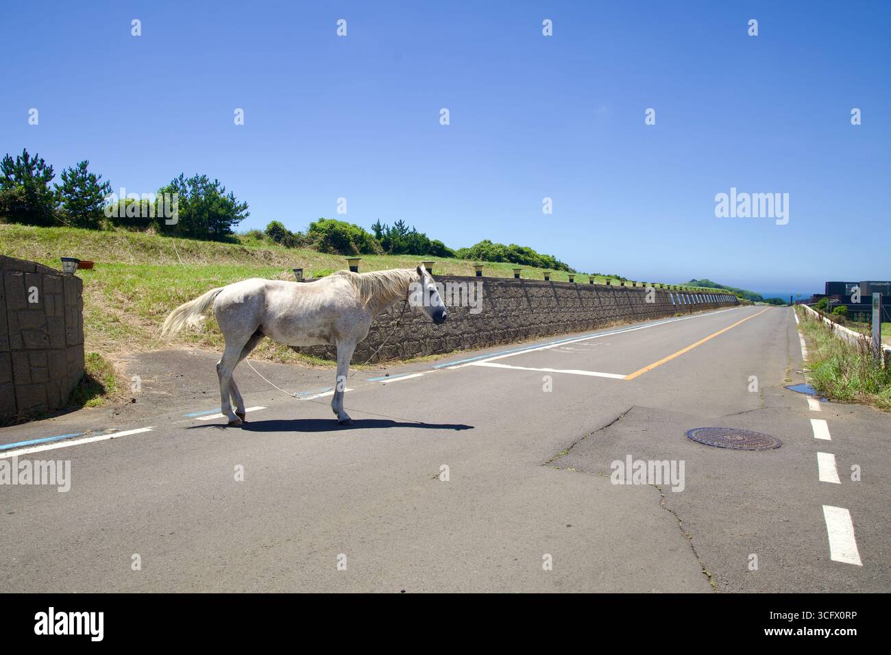 Weite Aussicht auf ein graues Pferd auf einer leicht befahrenen Küstenstraße mit Blick auf das Meer den Hügel hinunter. Niedrige Mauern und grasbewachsene Hänge Grenzen an die Radroute nea Stockfoto