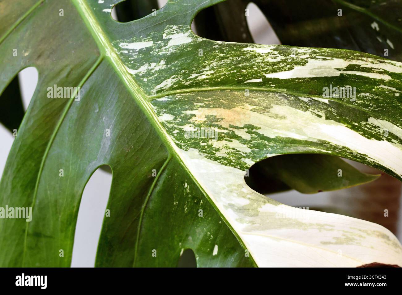 Schdlinge auf den Blttern einer Pflanze - Thrips, Makro-Nahaufnahme.  Titel Hauspflanze Blatt Strelitsia Nicholk Stockfotografie - Alamy