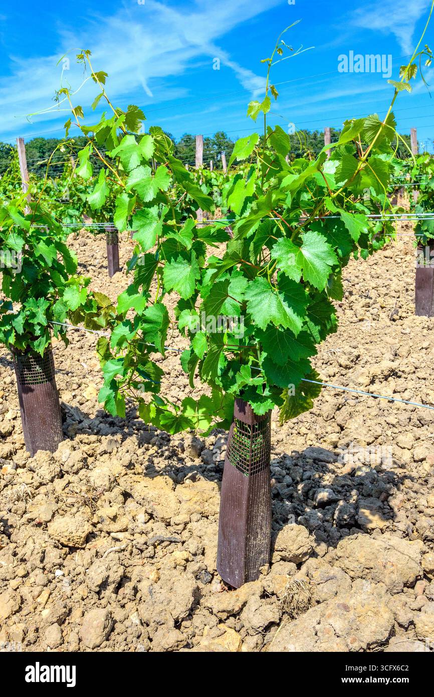 Neues Blattwachstum bei Weinreben im ersten Jahr der Anpflanzung - Bossay-sur-Claise, Indre-et-Loire (37), Frankreich. Stockfoto