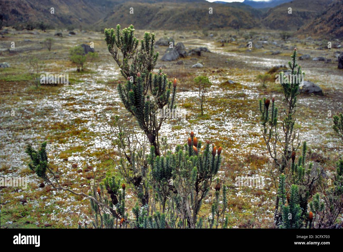 Blume der Anden, Chuquiraga jussieui, Asteraceae, Galapagos Inseln, Equador Stockfoto