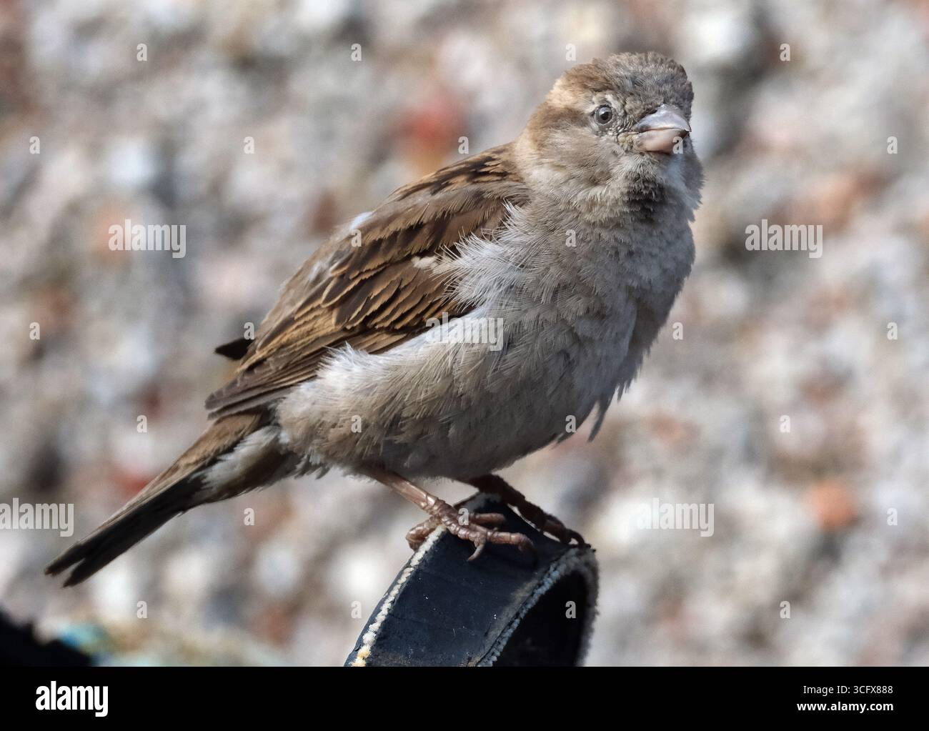 Der Hausspatz ist ein Vogel der Spatzenfamilie Passeridae, die in den meisten Teilen der Welt zu finden ist. Es handelt sich um einen kleinen Vogel mit einer typischen Länge von 16 cm Stockfoto