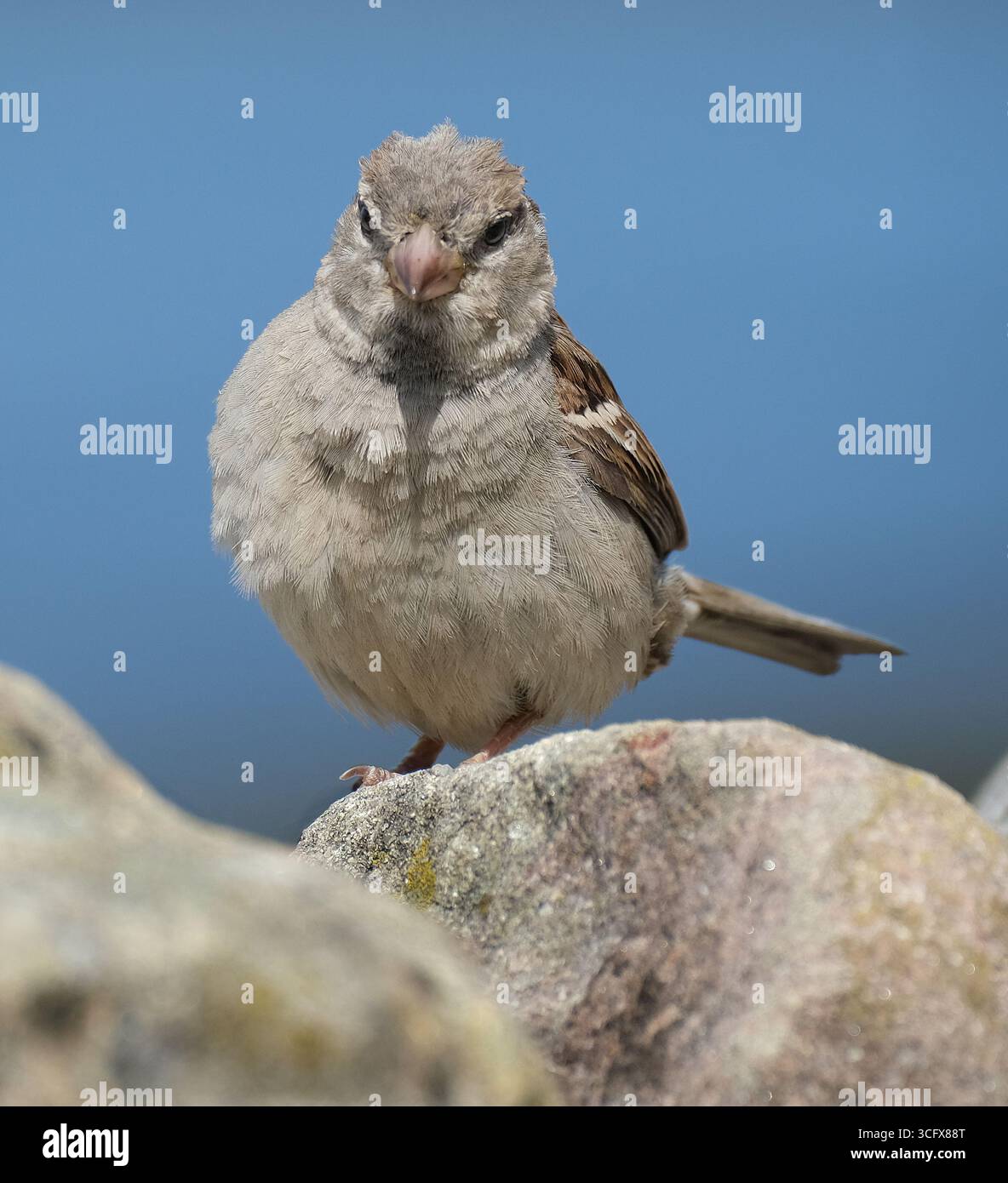 Der Hausspatz ist ein Vogel der Spatzenfamilie Passeridae, die in den meisten Teilen der Welt zu finden ist. Es handelt sich um einen kleinen Vogel mit einer typischen Länge von 16 cm Stockfoto