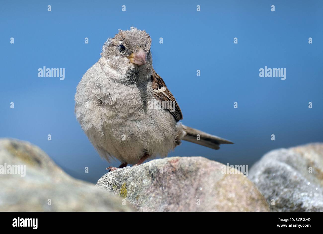 Der Hausspatz ist ein Vogel der Spatzenfamilie Passeridae, die in den meisten Teilen der Welt zu finden ist. Es handelt sich um einen kleinen Vogel mit einer typischen Länge von 16 cm Stockfoto