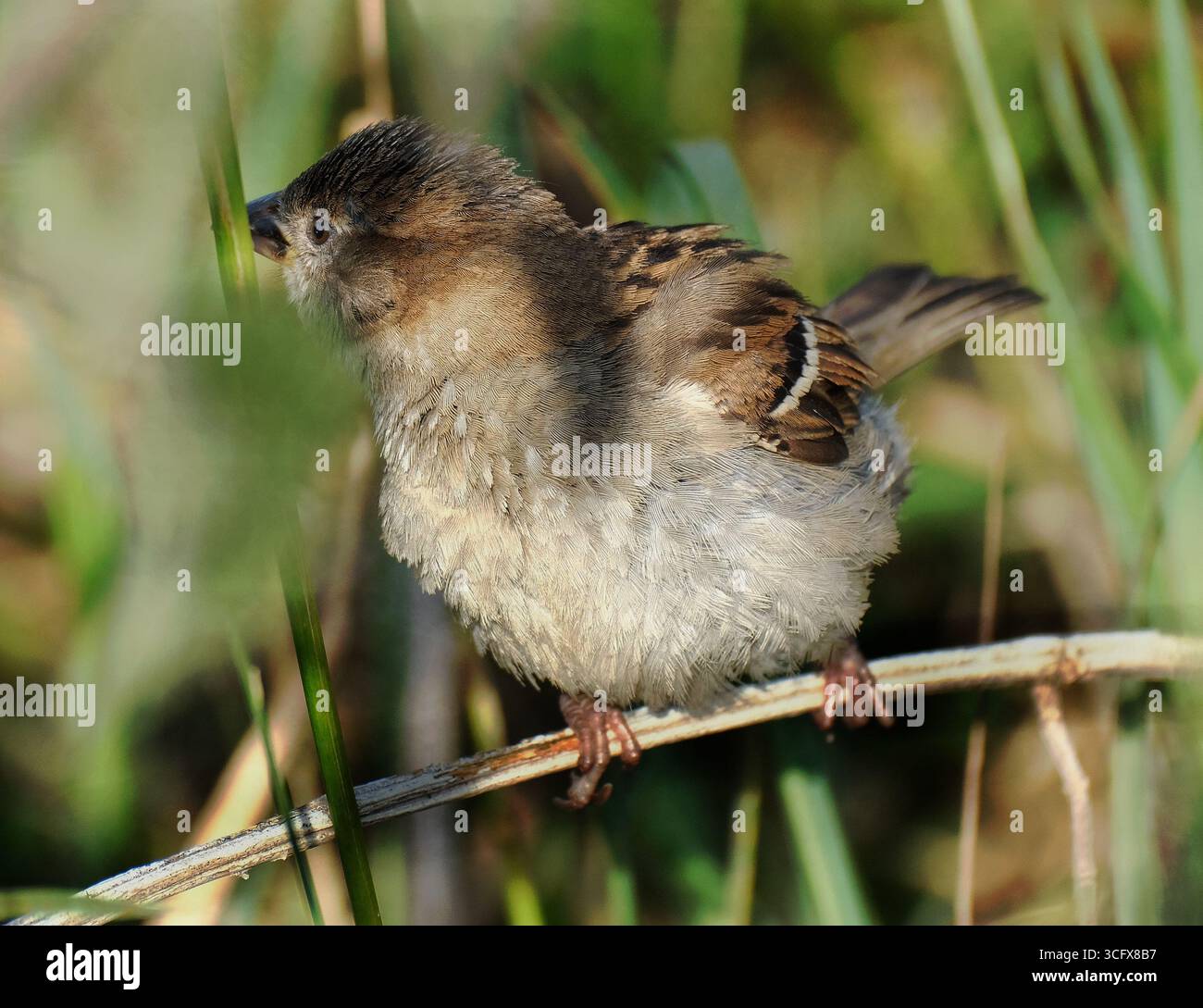 Der Hausspatz ist ein Vogel der Spatzenfamilie Passeridae, die in den meisten Teilen der Welt zu finden ist. Es handelt sich um einen kleinen Vogel mit einer typischen Länge von 16 cm Stockfoto