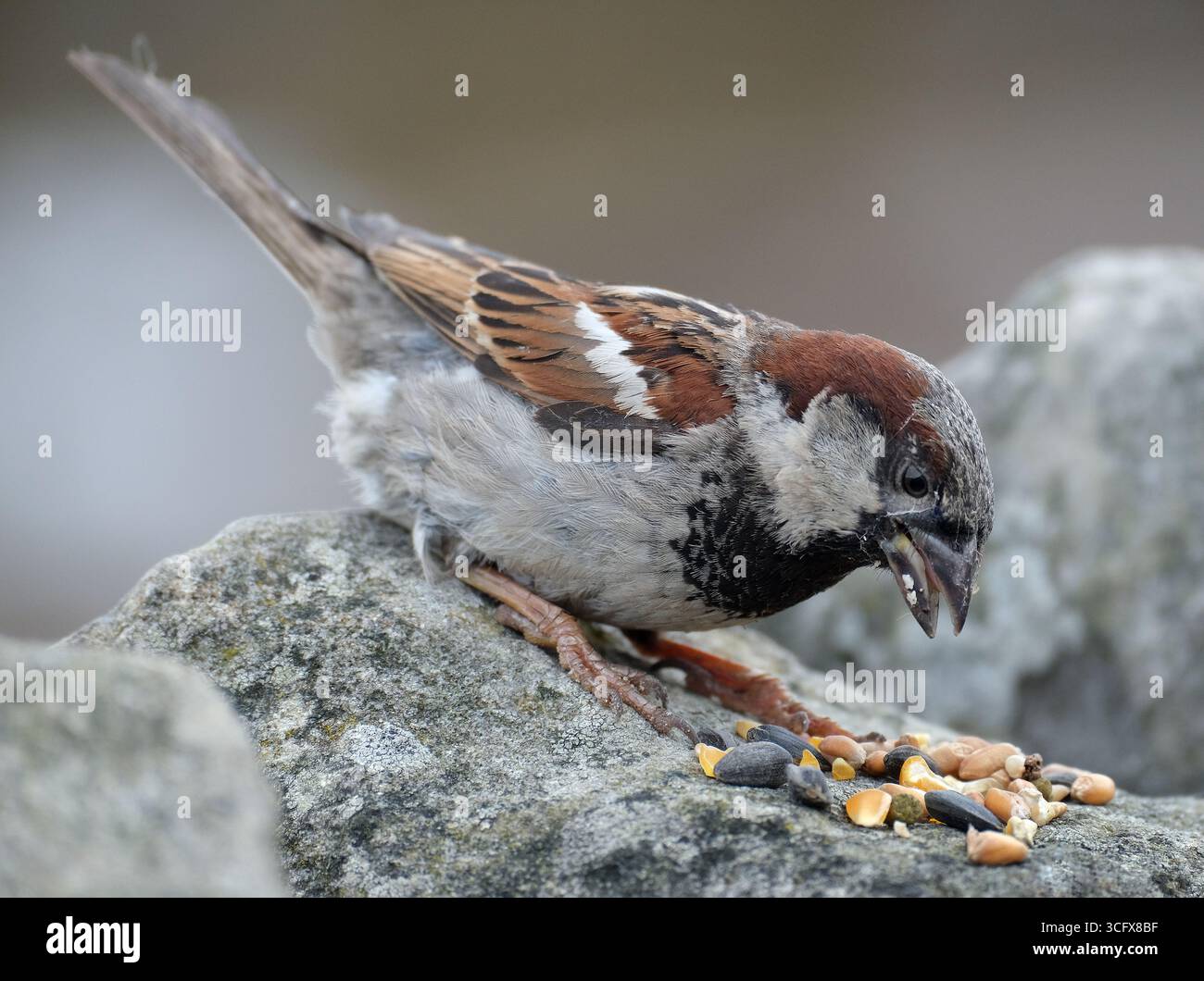 Der Hausspatz ist ein Vogel der Spatzenfamilie Passeridae, die in den meisten Teilen der Welt zu finden ist. Es handelt sich um einen kleinen Vogel mit einer typischen Länge von 16 cm Stockfoto