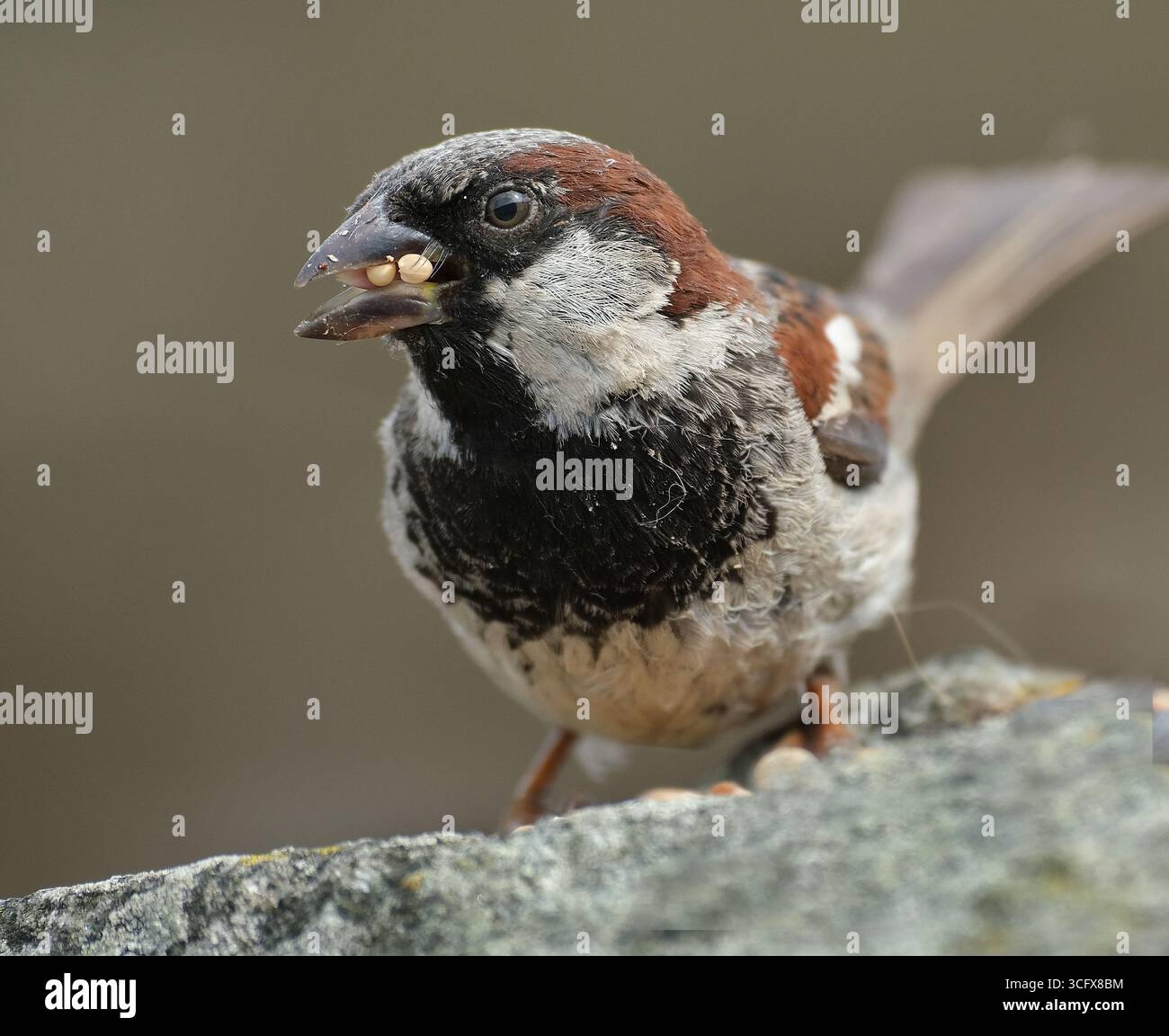 Der Hausspatz ist ein Vogel der Spatzenfamilie Passeridae, die in den meisten Teilen der Welt zu finden ist. Es handelt sich um einen kleinen Vogel mit einer typischen Länge von 16 cm Stockfoto